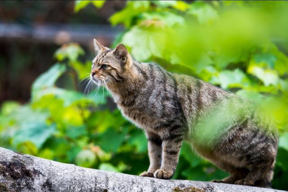 Cani e gatti non hanno mai vissuto così a lungo