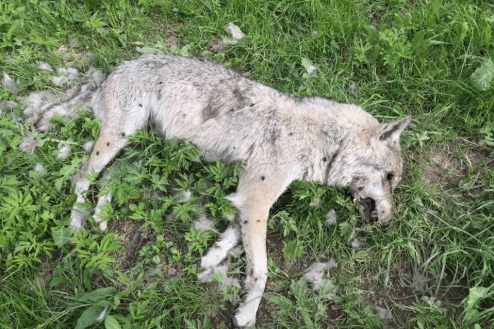 Lupo trovato morto nel Canton Friborgo