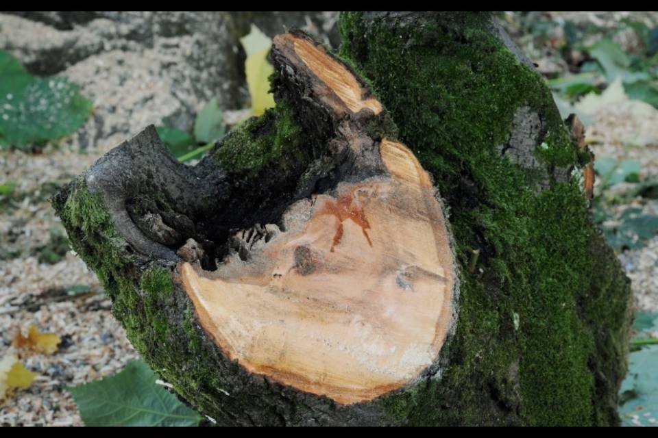 Alberi sradicati dai vandali a Chiasso