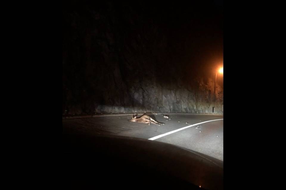 Attenzione: animali sulla strada sull'A2