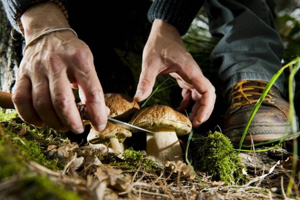 "Fungiatt, il rischio è dietro l'albero"
