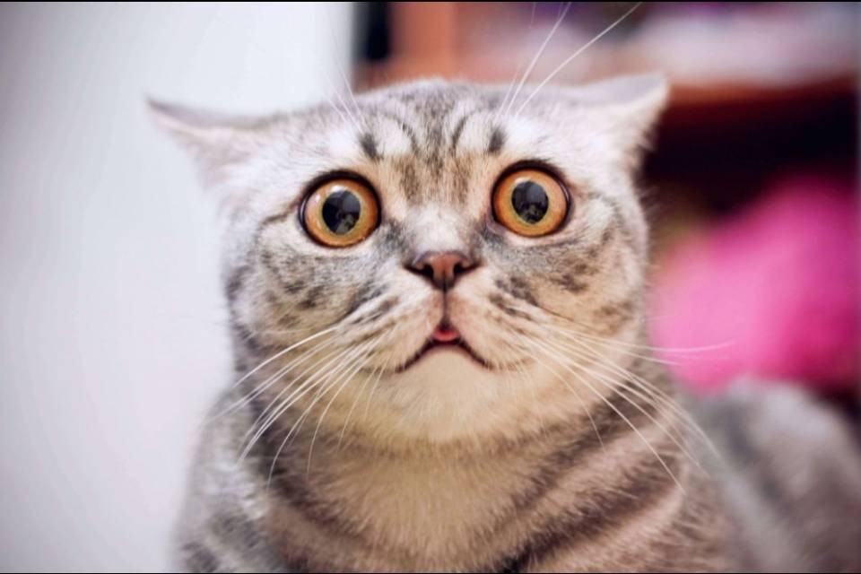 Festeggia la fine della scuola e lancia il gatto dalla finestra