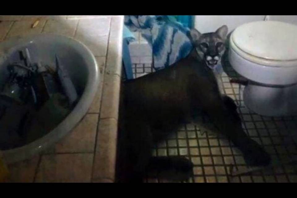 Puma penetra in un’abitazione e terrorizza i proprietari