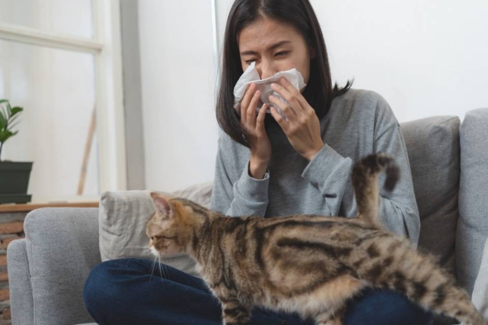 Un vaccino contro le allergie ai peli di gatto
