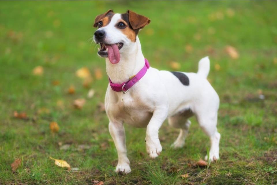 Cane diventa eroe: fiuta e salva una neonata abbandonata