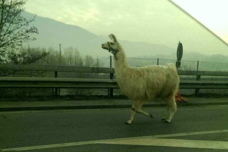 Un lama in Cantonale!