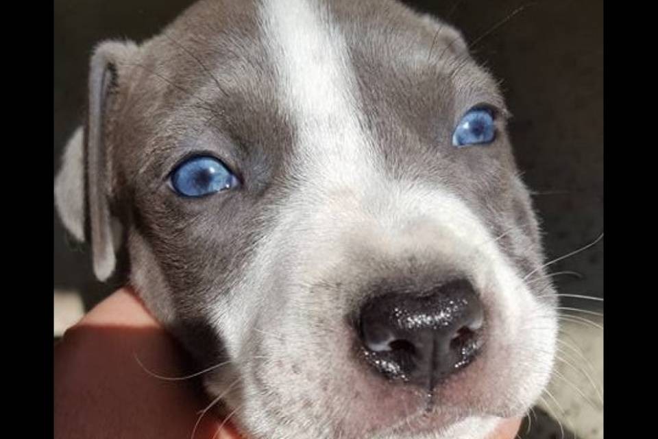 Importazione illegale di pitbull, aperta un'inchiesta