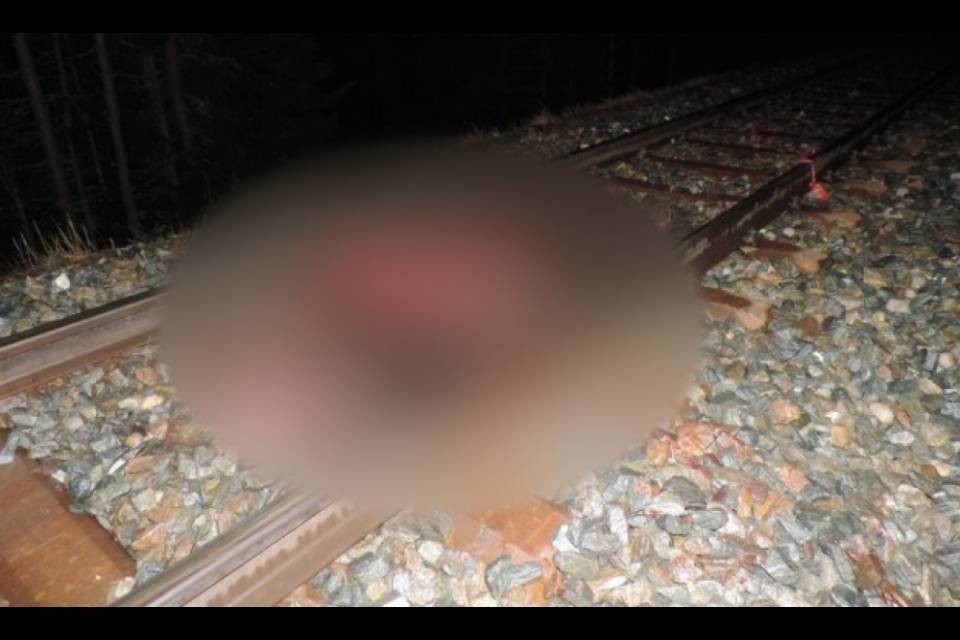 Orso ucciso da un treno
