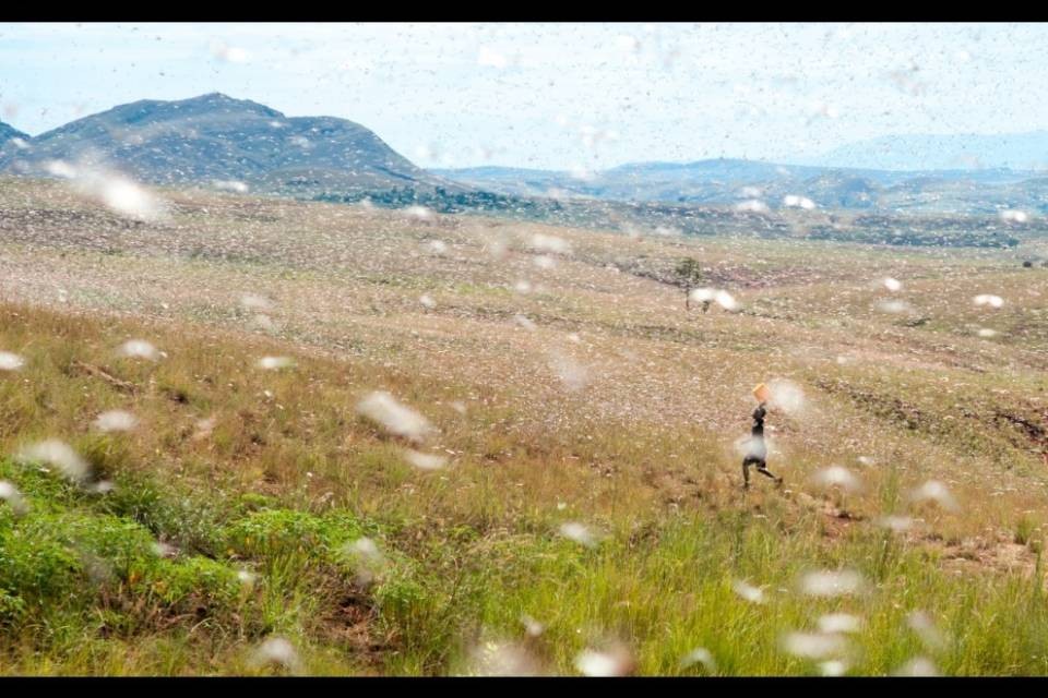 Svizzera, un milione di franchi per l'invasione delle locuste
