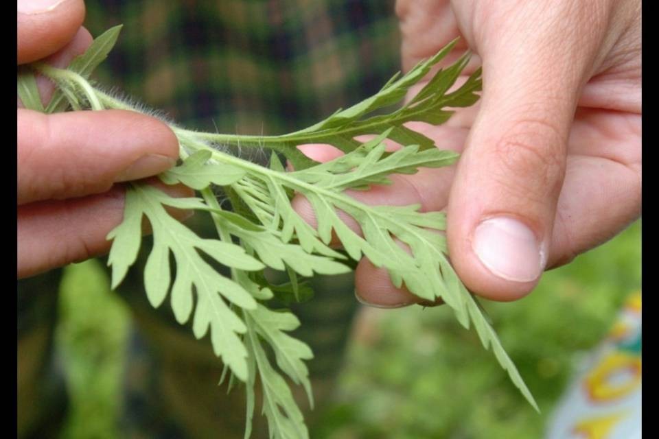 Ambrosia, il TAF sconfessa il Ticino