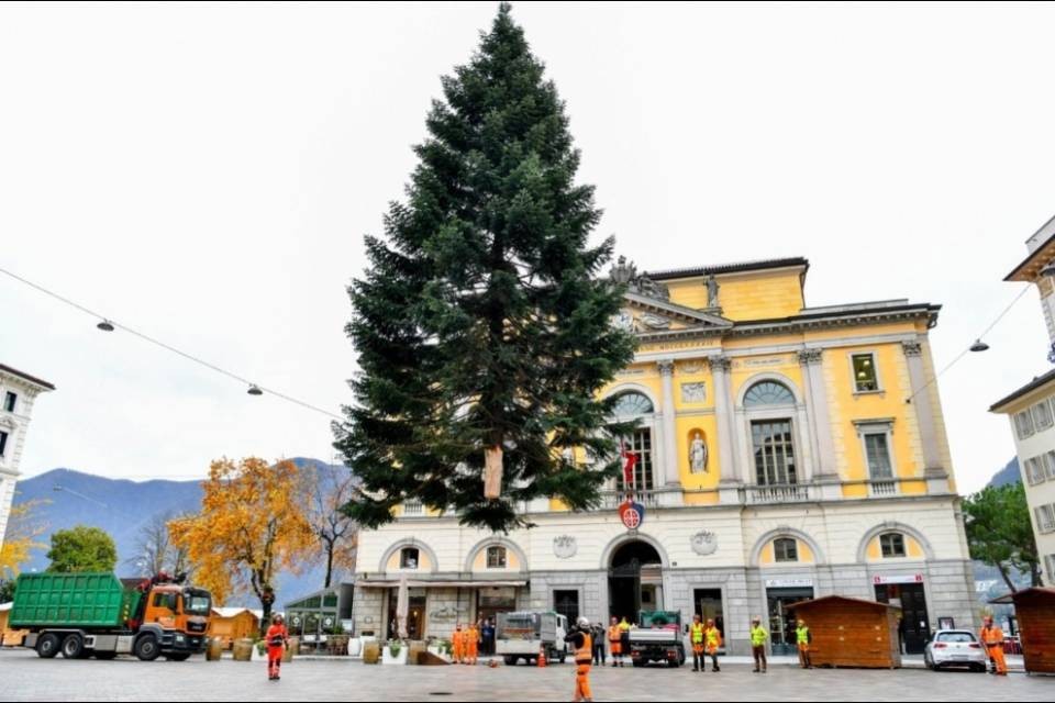L'albero è arrivato in Piazza della Riforma