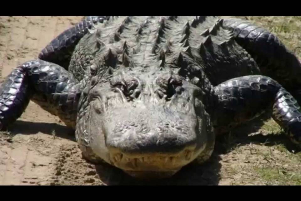 Polemiche a Zurigo: zoo uccide raro coccodrillo, aveva morso una dipendente