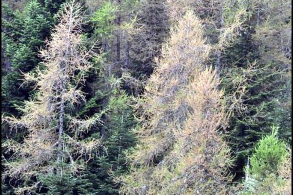 La siccità indebolisce le foreste e attiva l'allarme bostrico