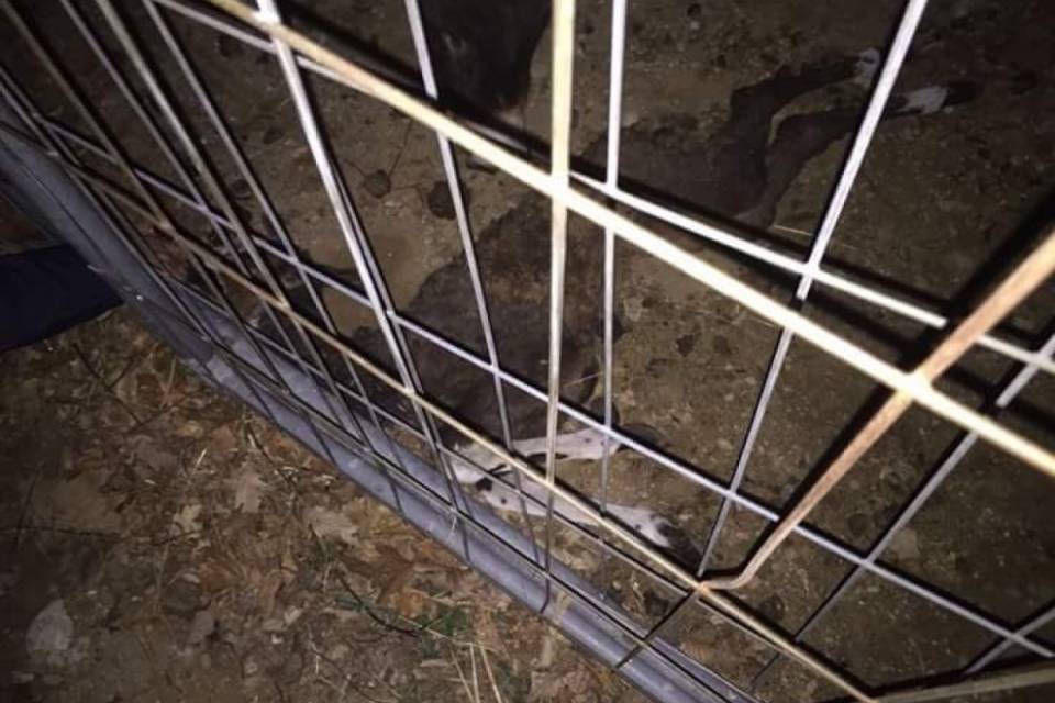 Maltrattamenti a Dino, "non si esclude la denuncia penale"