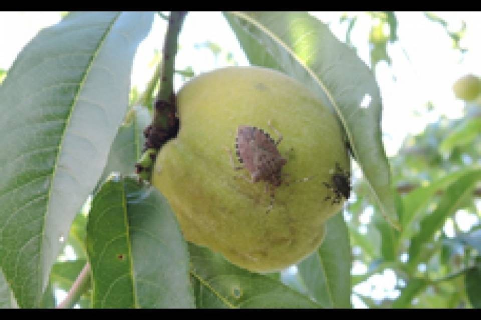 Occhio alla cimice marmorizzata