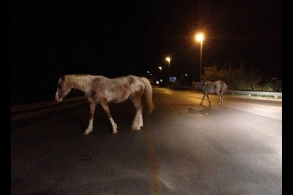 Ancora cavalli in strada nel Mendrisiotto