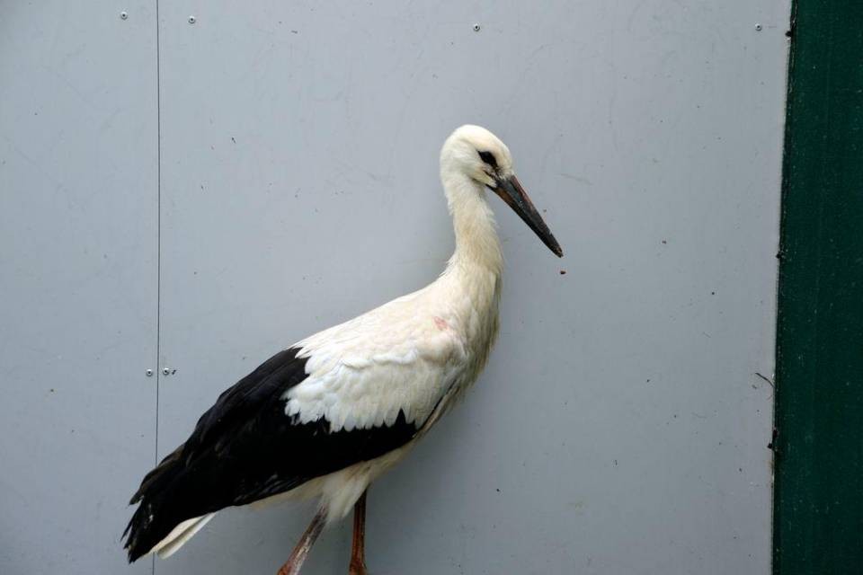 Foto Facebook vogelwarte.ch