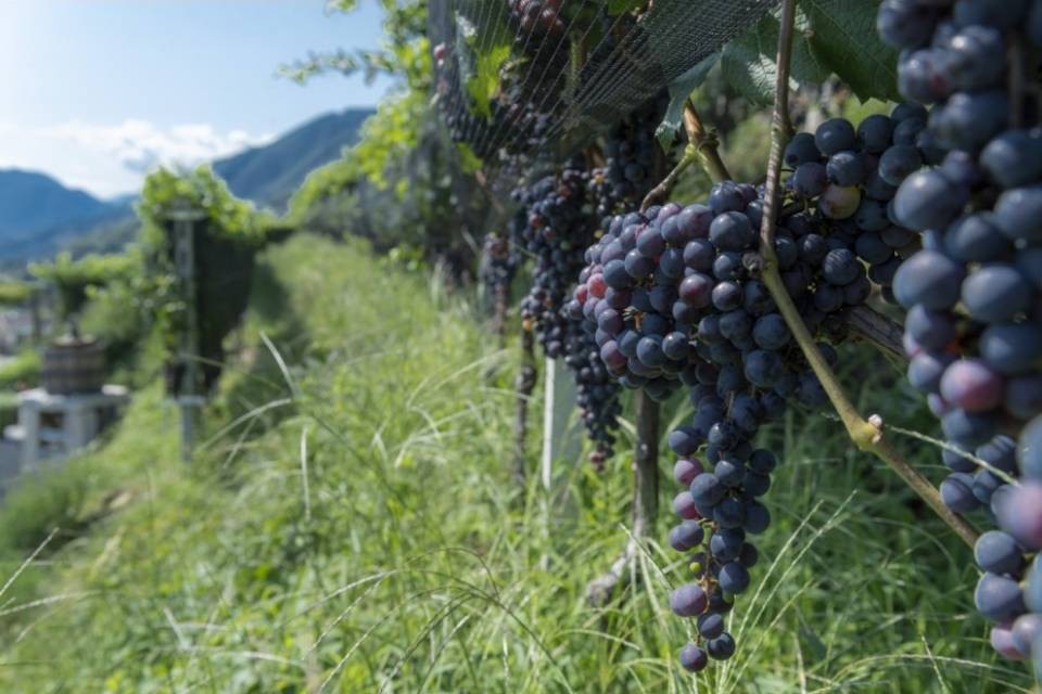 "Metodologia HACCP nel settore vitivinicolo"