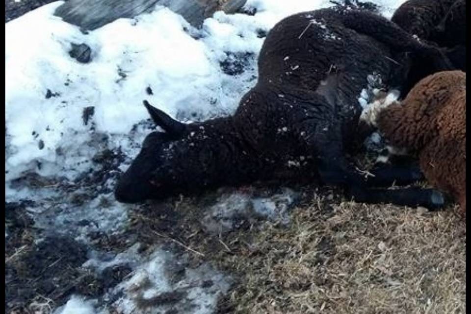 Pecore sbranate in Leventina, "Tipico attacco da lupo"