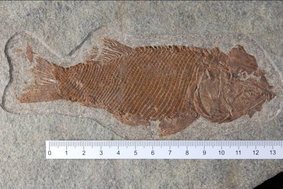 Scoperto il "Ticinolepis"