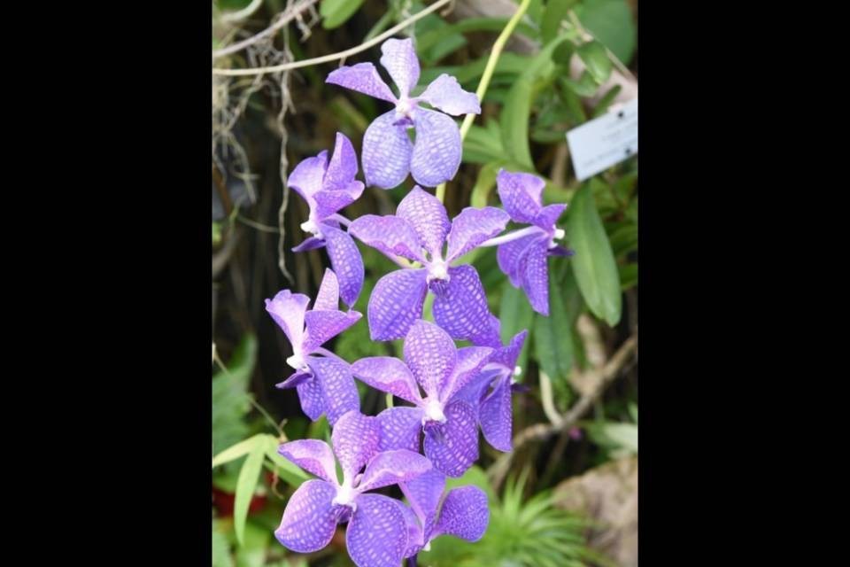 Un'estate all'insegna dei fiori alle Isole di Brissago