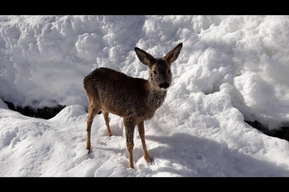 Non foraggiate gli animali selvatici
