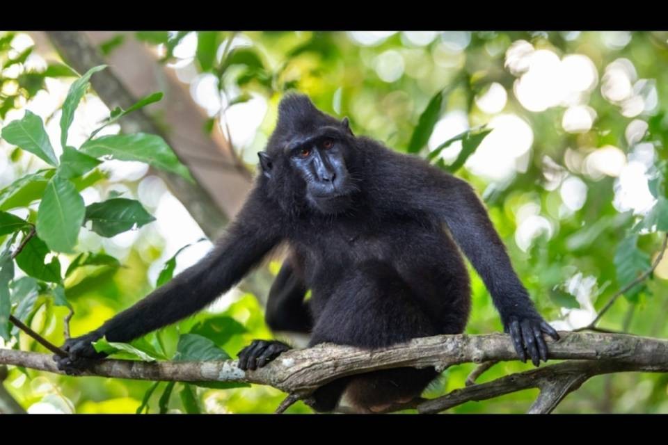 Oxford: ottimo risultato del vaccino nel test sui macachi