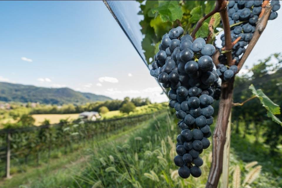 Una vendemmia da record