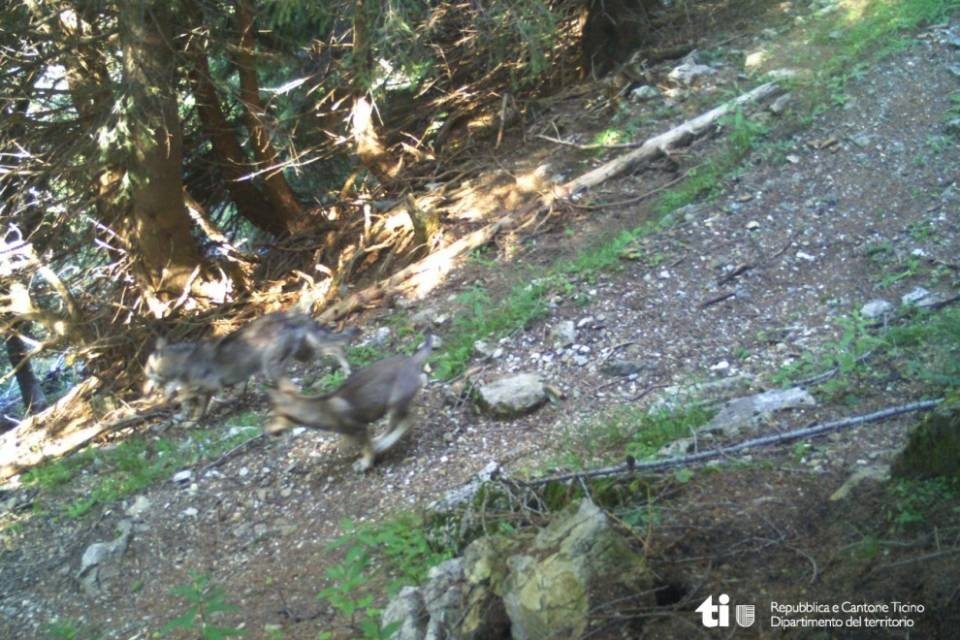 Nuovi lupacchiotti in Valle Morobbia
