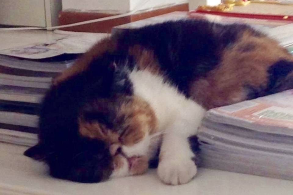 È sparita Cloe, chi l'ha vista?