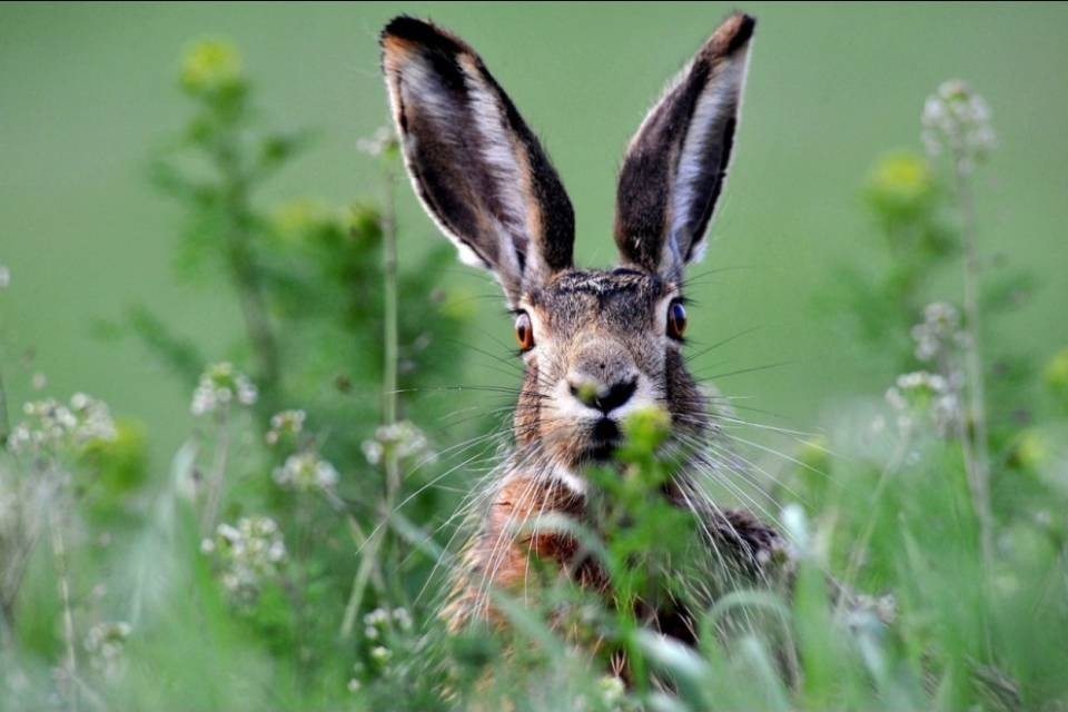 Il coniglietto di Pasqua sotto pressione