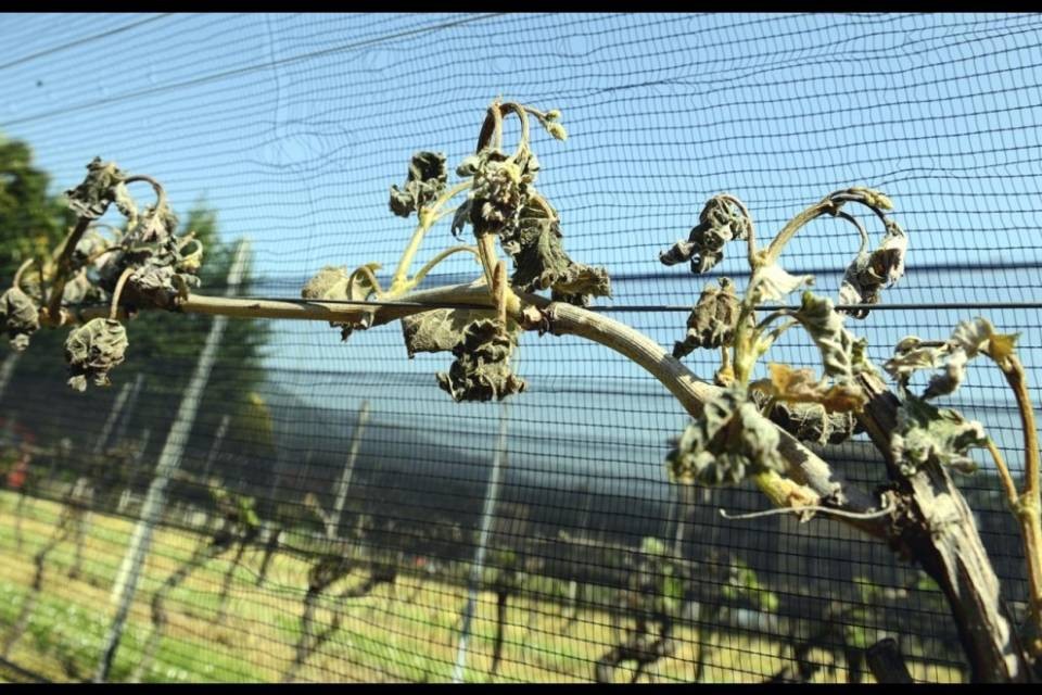 Vigne Gelate Danni Milionari