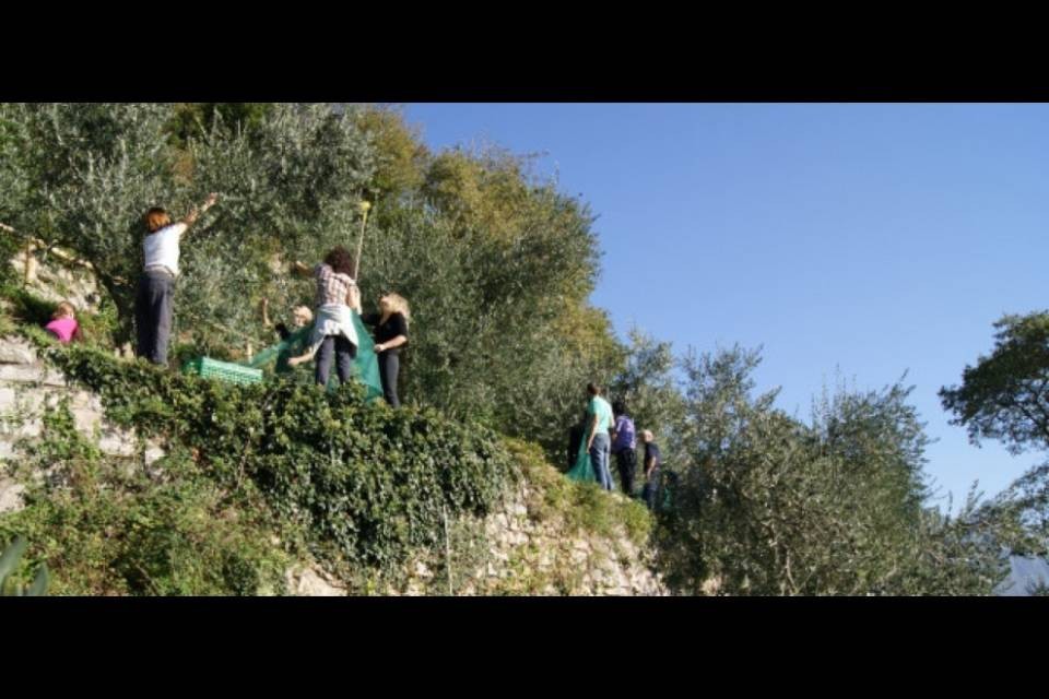 Pronto l'olio di oliva di Gandria