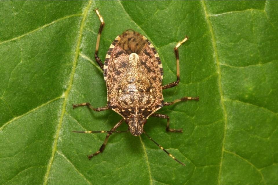 La cimice asiatica causa perdite da tre milioni di franchi