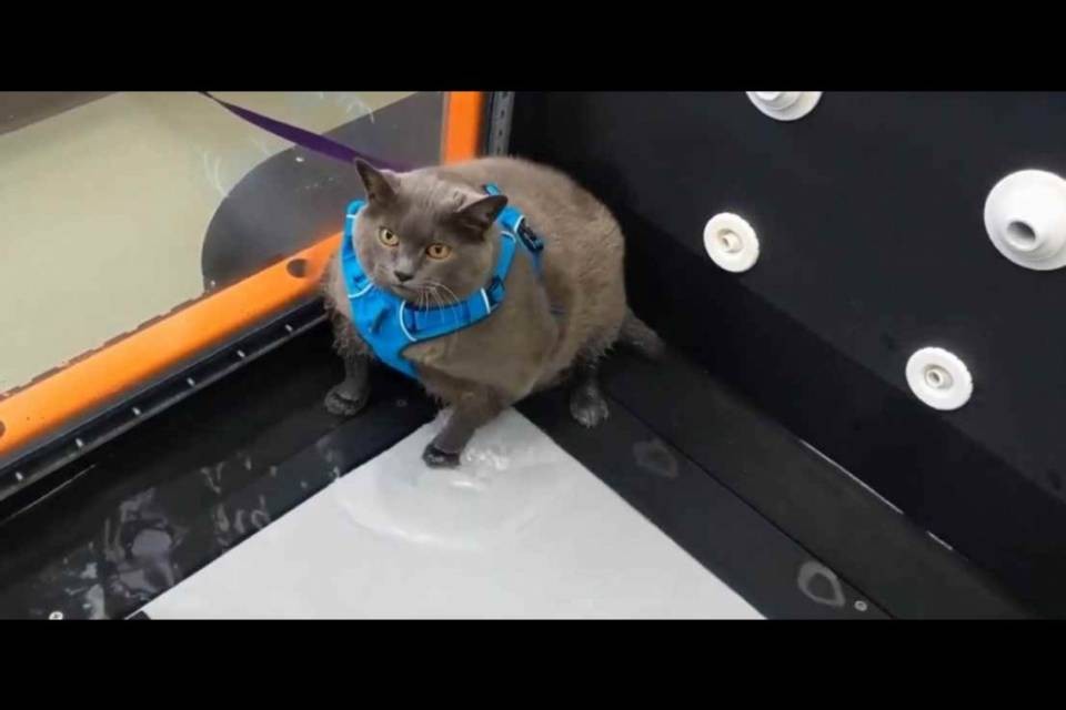 Gatta obesa si allena sul tapis roulant