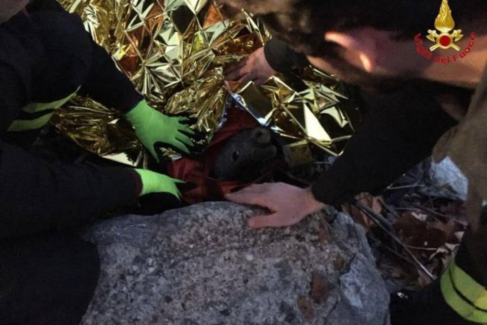Salvato un capriolo nel Lago Maggiore