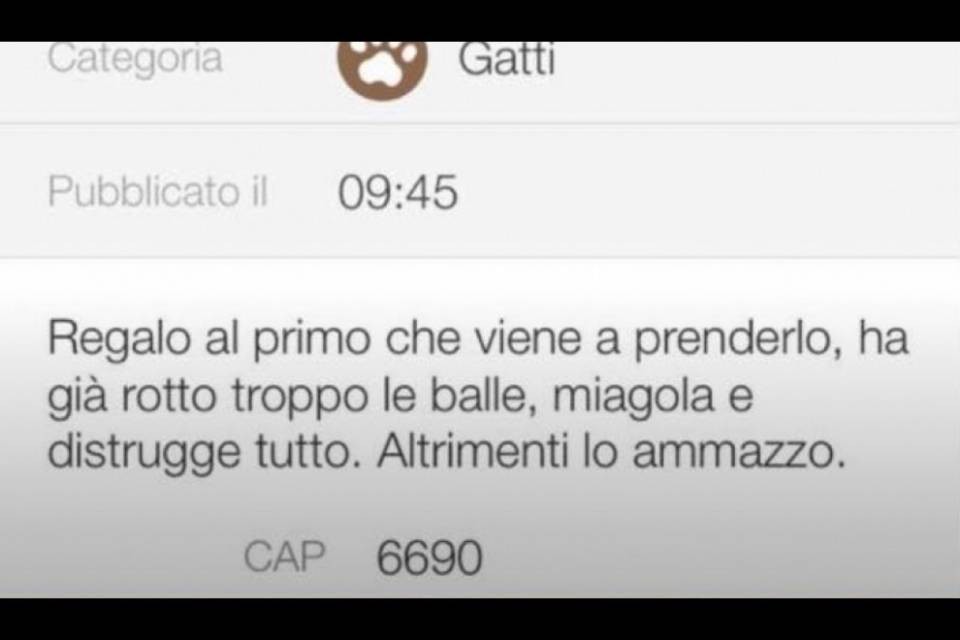 "Regalo gatto o lo ammazzo": l'annuncio-shock è uno scherzo