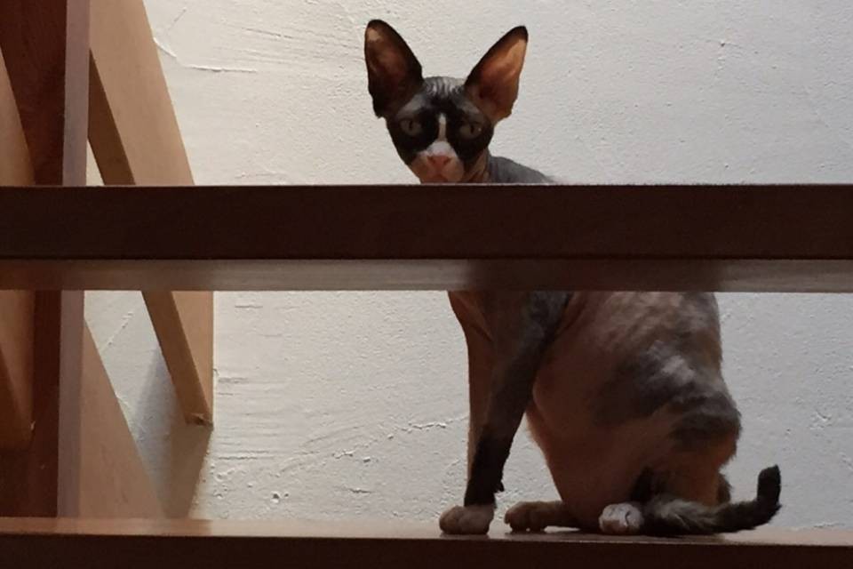 Qualcuno ha visto questa gattina?