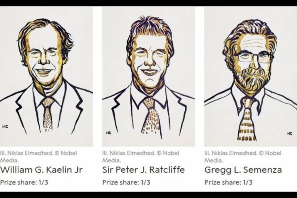 Nobel per la Medicina a Kaelin, Ratcliffe e Semenza