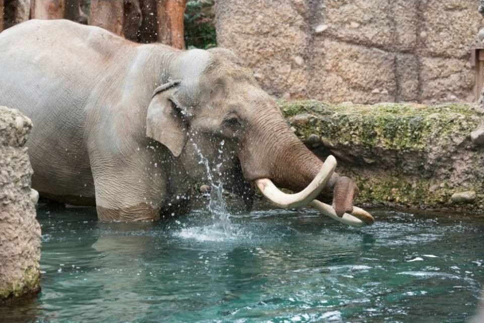 Zoo di Zurigo, è morto l'elefante Maxi