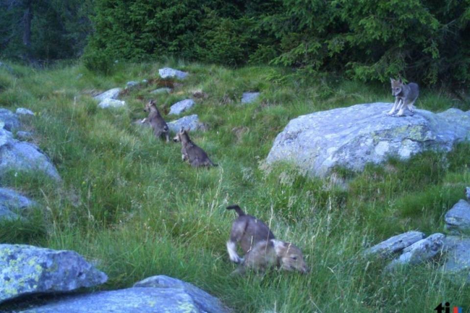 Terza cucciolata di lupi in Val Morobbia