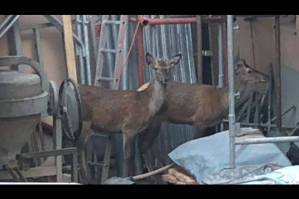 Abbattuti due cervi in centro a Chiasso
