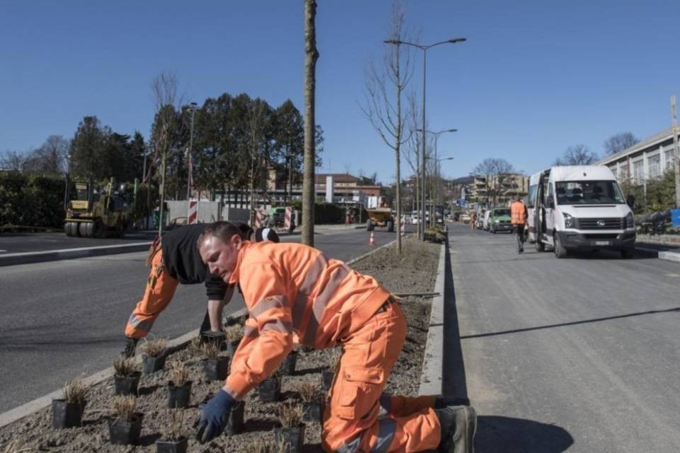Viale Castagnola, finalmente la posa degli alberi