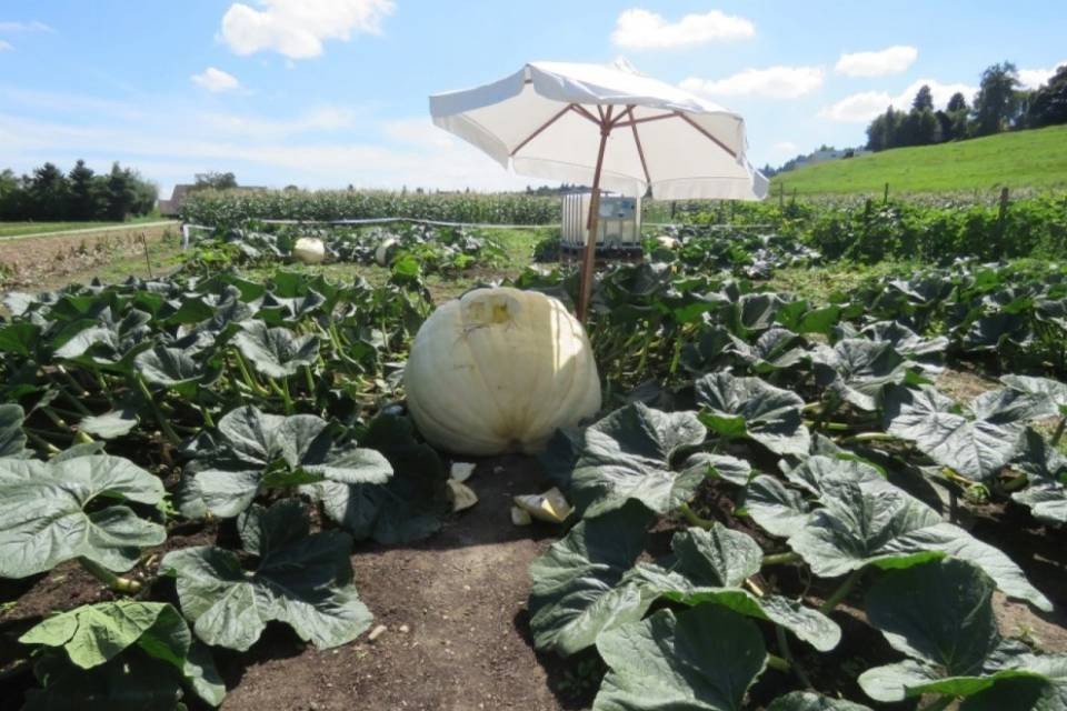 Sconosciuti danneggiano zucca gigante
