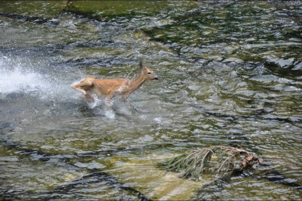 Capriolo finisce nel fiume a Vacallo