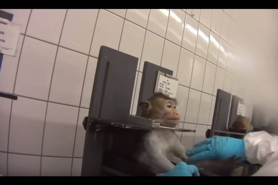 Il video-shock degli animali usati come cavie