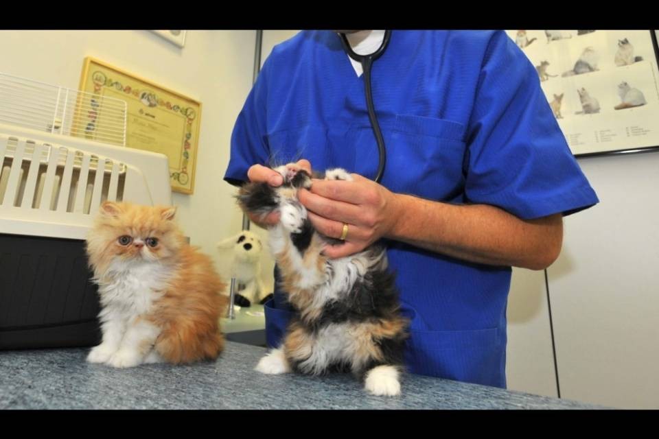 "Una deduzione fiscale per le spese veterinarie"