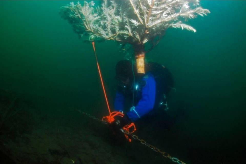 Che fare degli alberi di Natale dopo le feste?