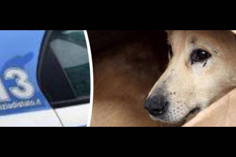 La poliziotta sfama un cane randagio e una donna la picchia