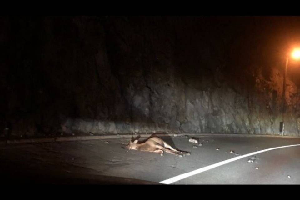 Animali sull'A2: attenzione a Lugano